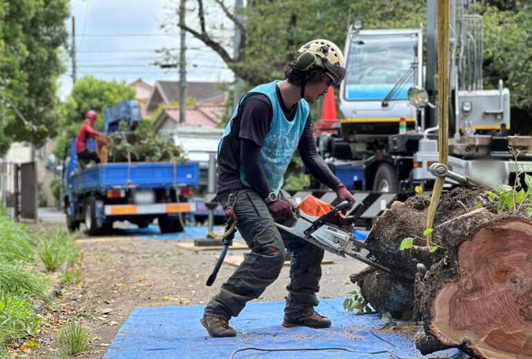 伐採 チェーンソー 切り口 樹木の時間 樹木医 随想