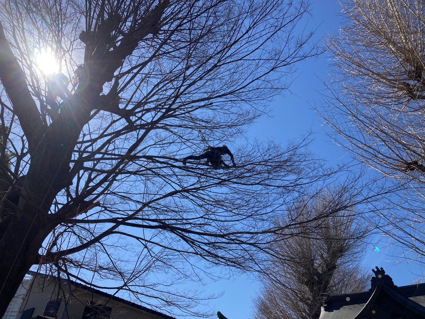 樹上作業 空 逆光 落葉 樹木の時間