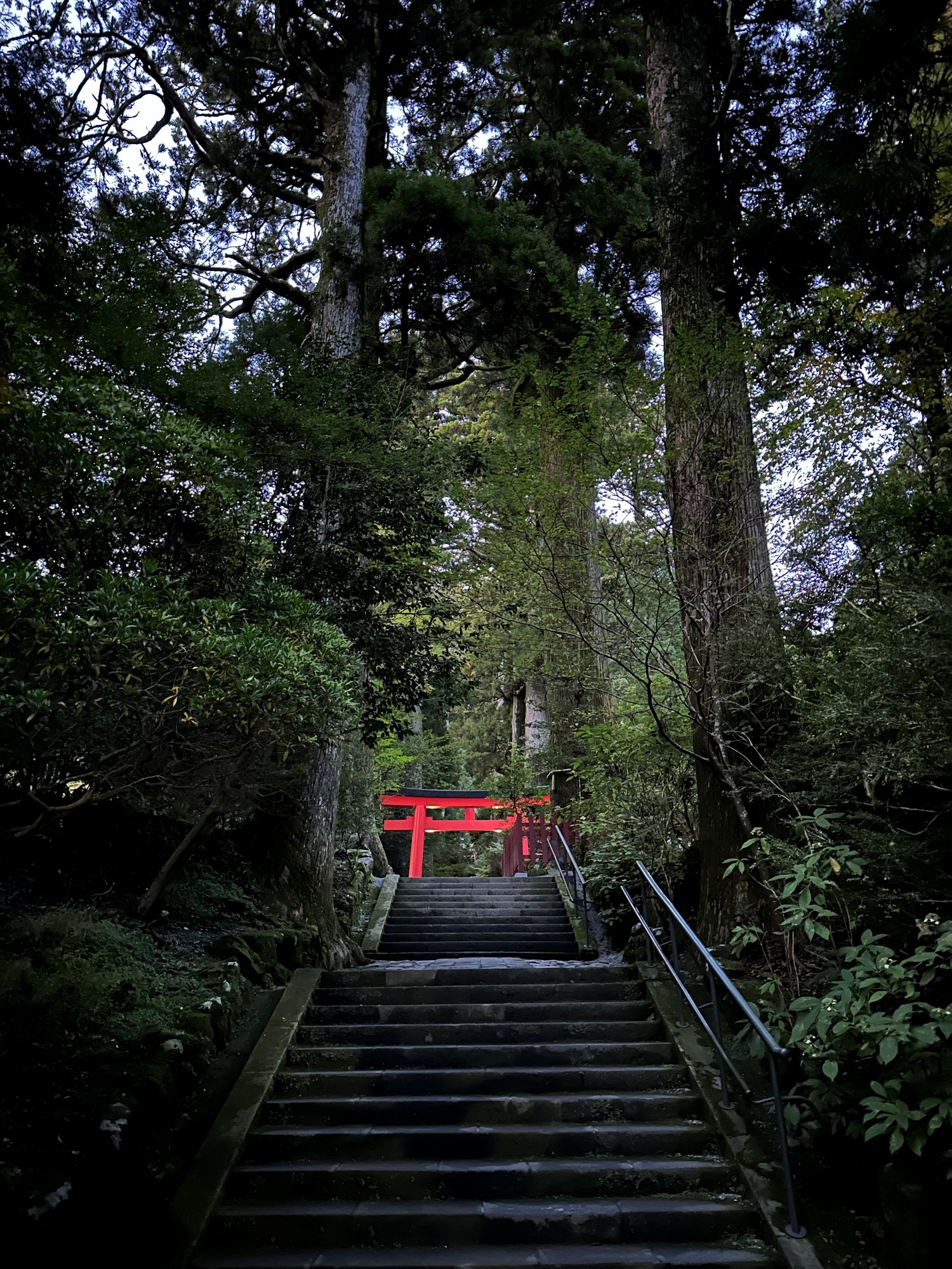 鎮守の森 巨木 鳥居 石段 樹木の時間