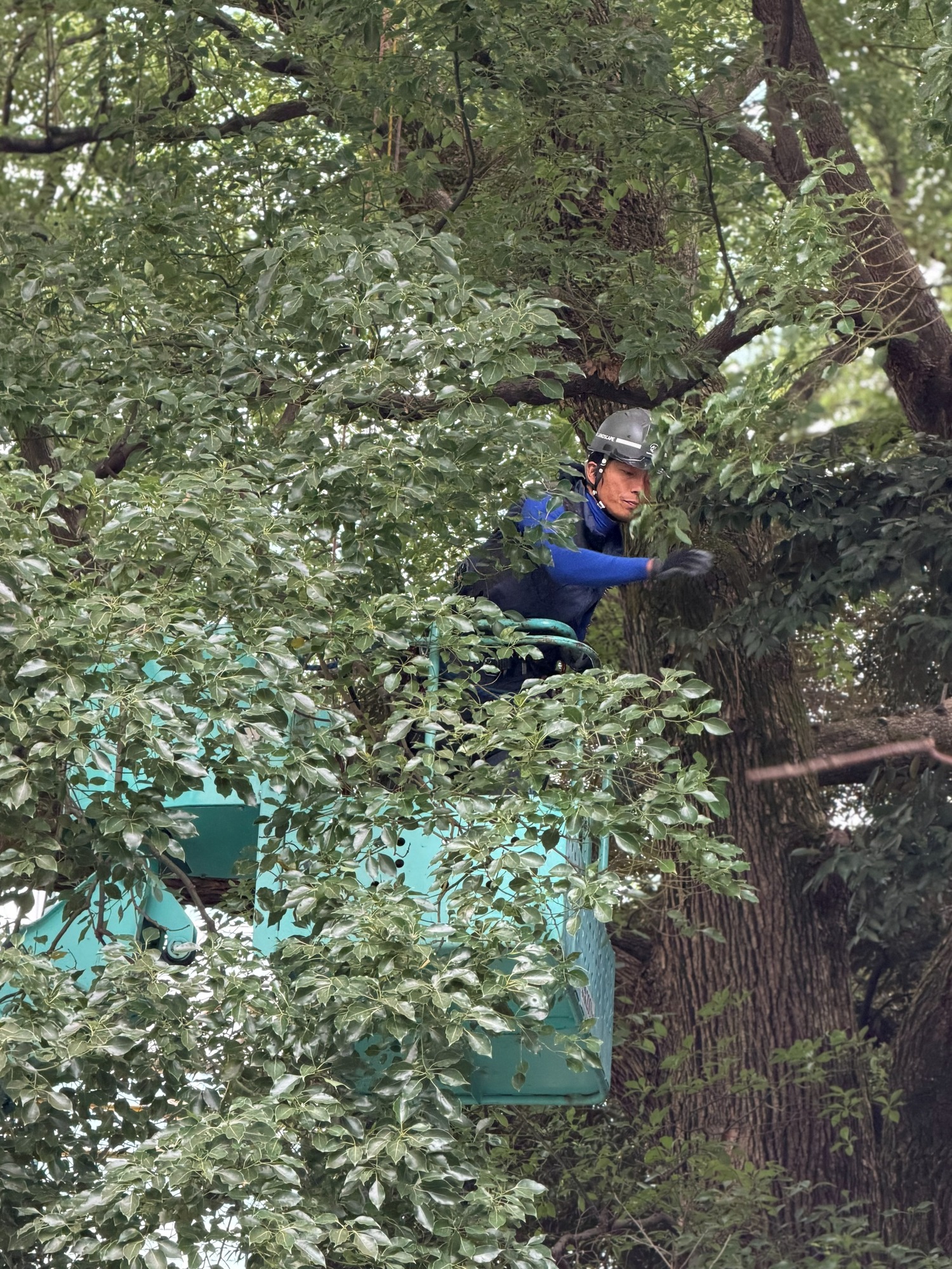 境内 高木 樹上作業 新緑 樹木の時間