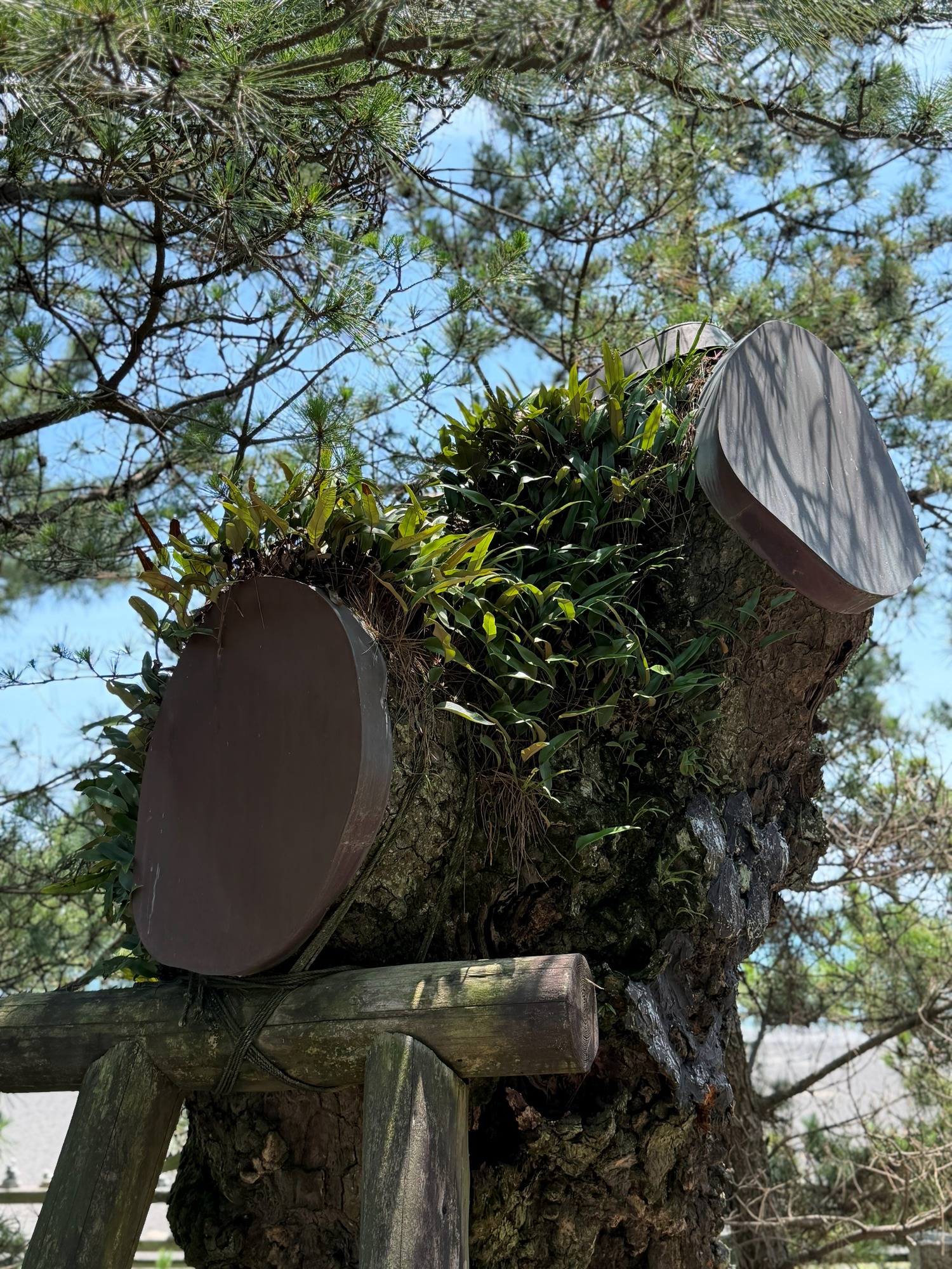 着生植物 苔 大枝 切り口 生きもの 樹木の時間