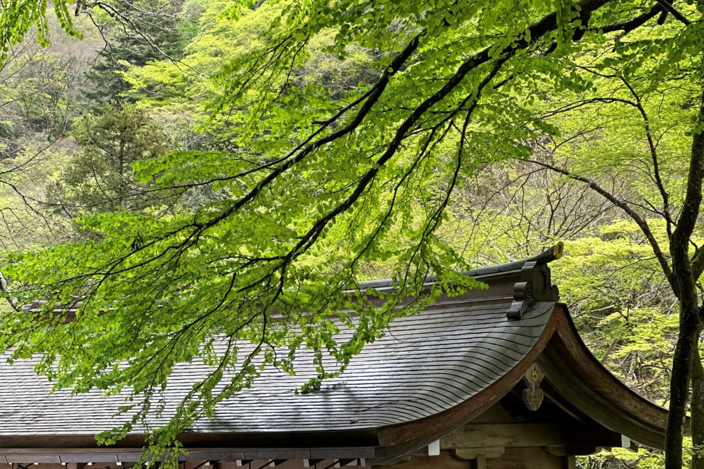 社殿 屋根 新緑 枝 鎮守の森 樹木の時間 樹木医 随想