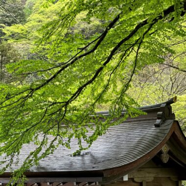 社殿 屋根 新緑 枝 鎮守の森 樹木の時間 樹木医 随想