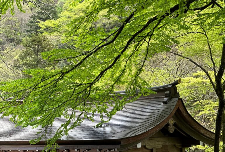 社殿 屋根 新緑 枝 鎮守の森 樹木の時間 樹木医 随想