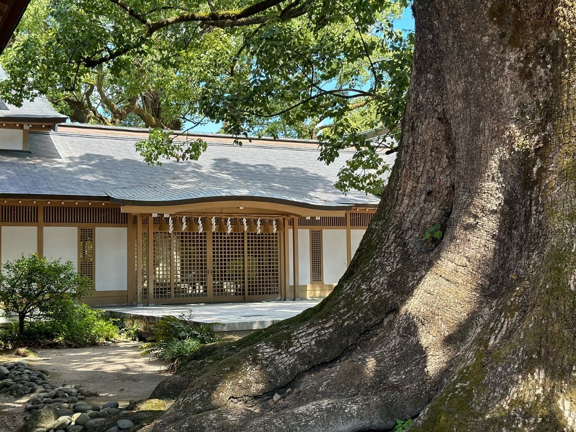 巨樹 幹 社殿 境内 樹木の時間