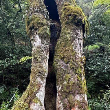 巨木 空洞 幹 苔 樹木の時間 樹木医 随想
