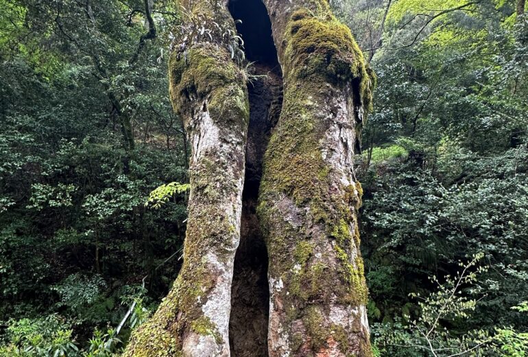 巨木 空洞 幹 苔 樹木の時間 樹木医 随想