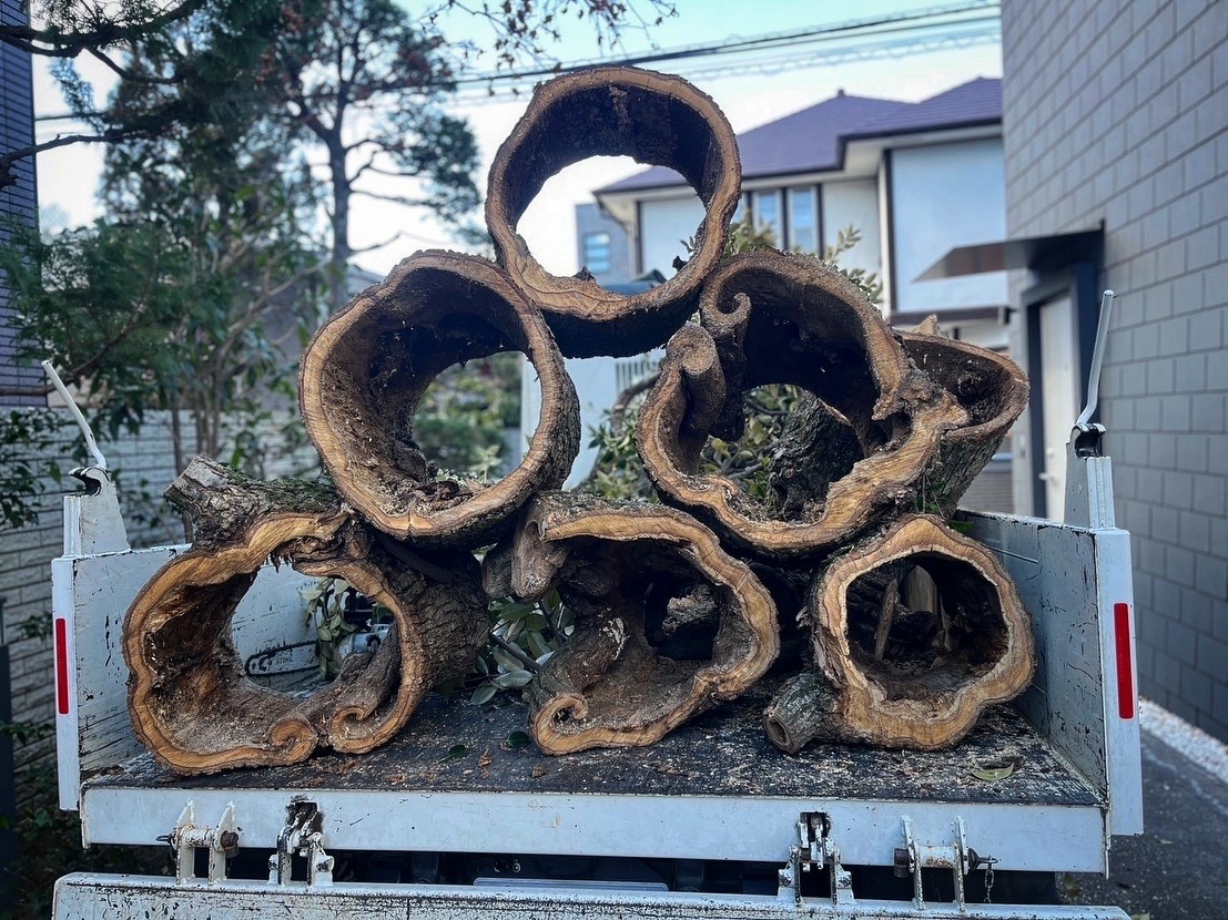 空洞 幹 玉切り 腐朽 年輪 樹木の時間