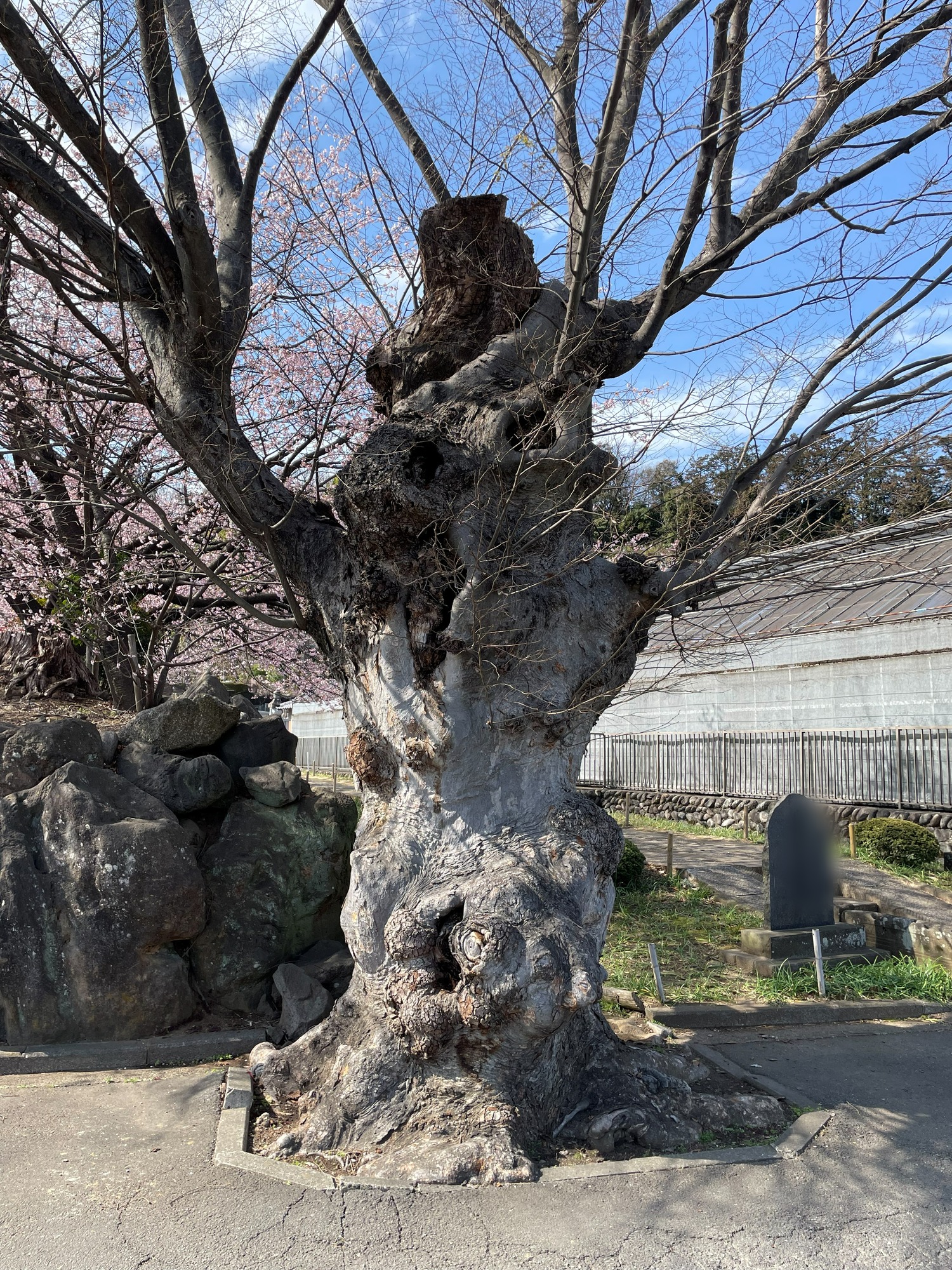 老木 空洞 幹 巻き込み 樹木の時間