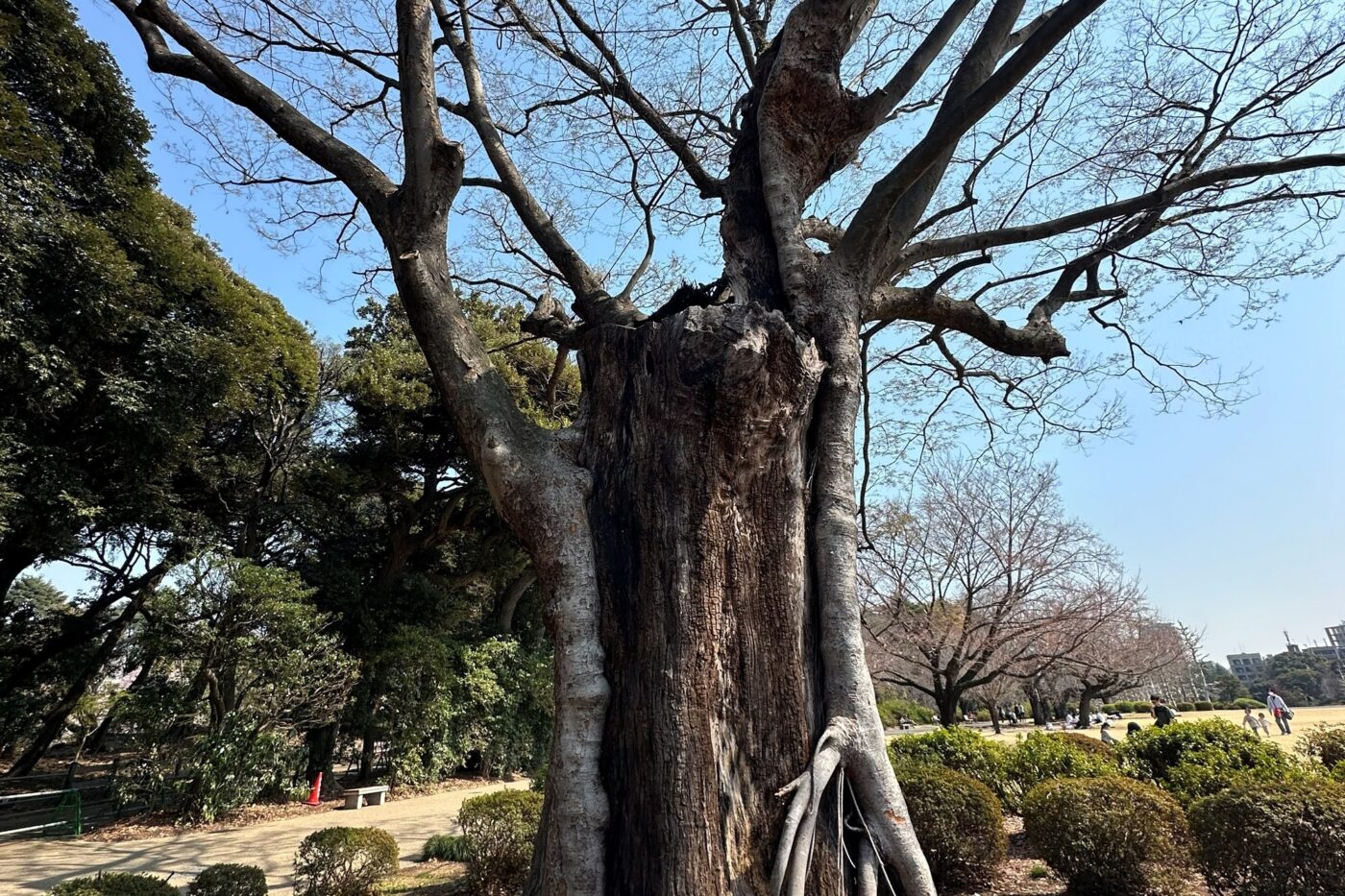 古木 老樹 幹 空洞 樹木の時間 樹木医 随想