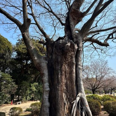古木 老樹 幹 空洞 樹木の時間 樹木医 随想
