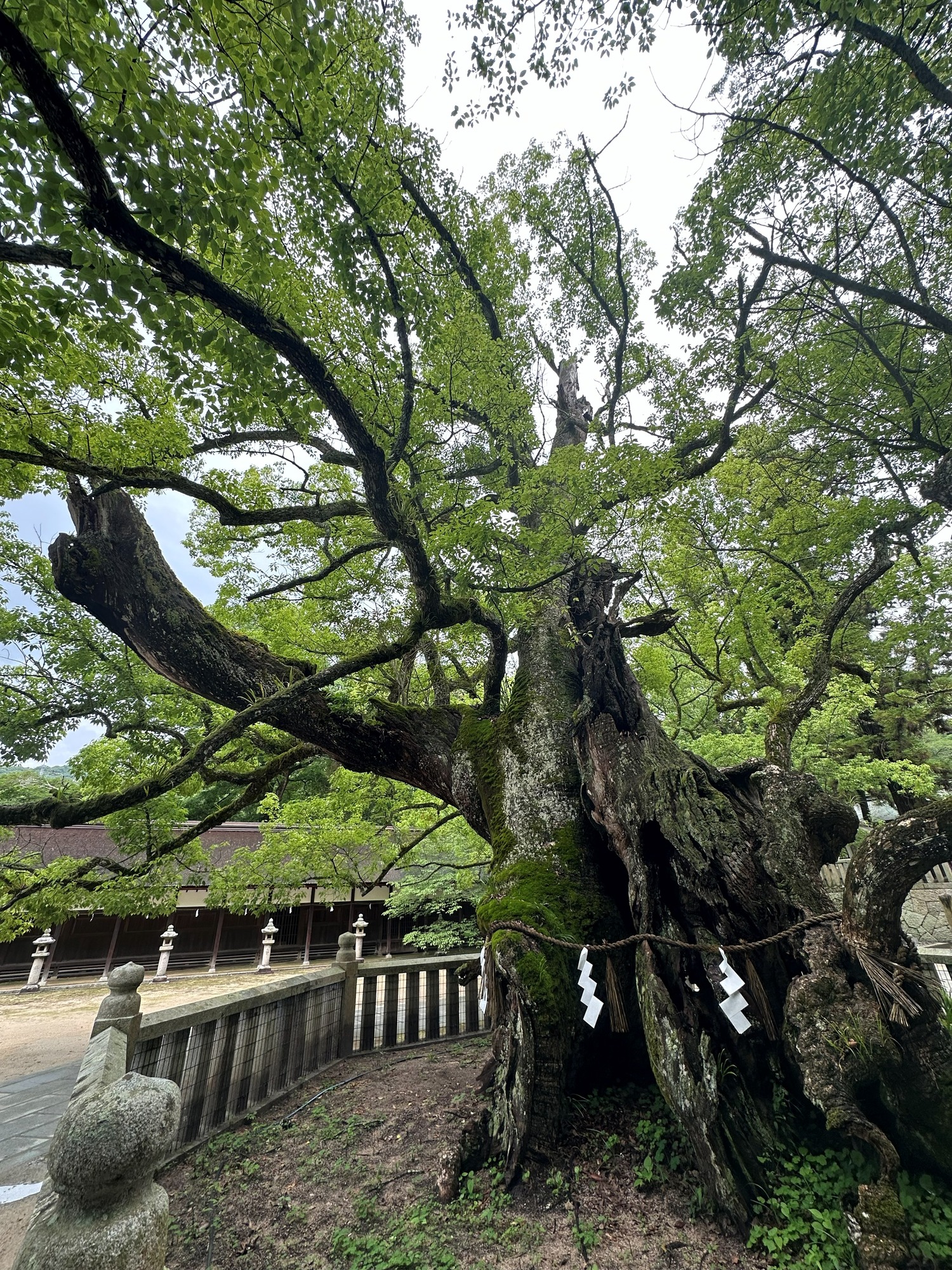 古木 紙垂 社殿 老樹 樹木の時間