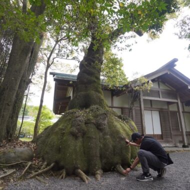 樹木医 巨樹 根元 手を当てる 樹木の時間 随想