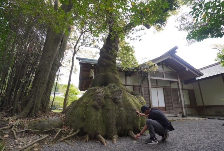 樹木医 巨樹 根元 手を当てる 樹木の時間 随想