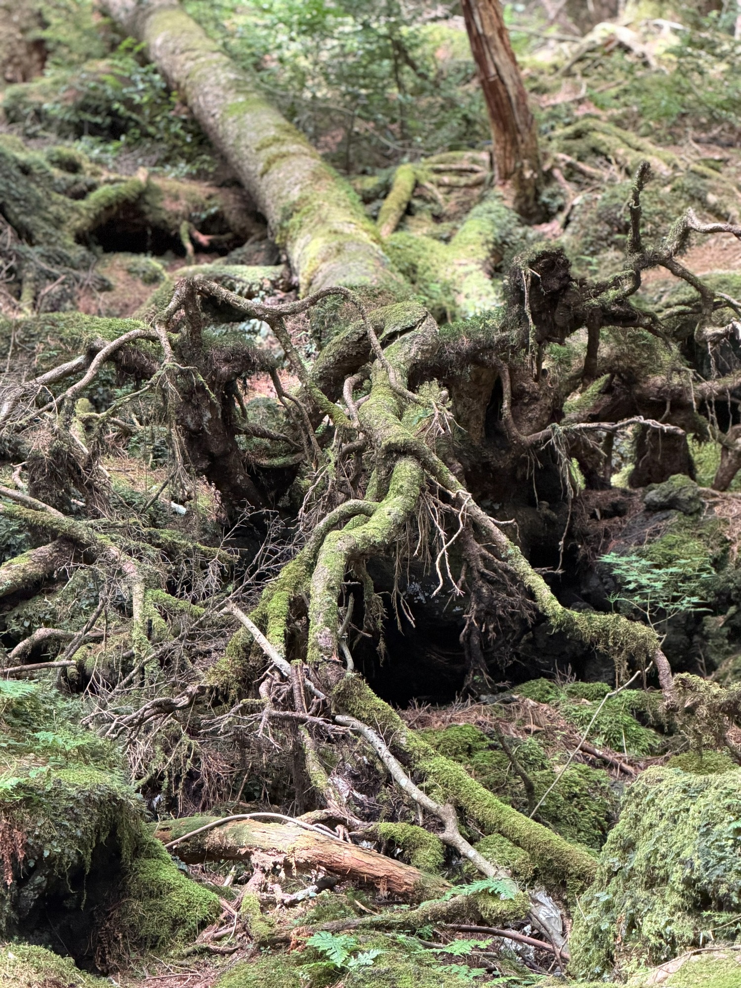 根 苔 森 地面 樹木の時間