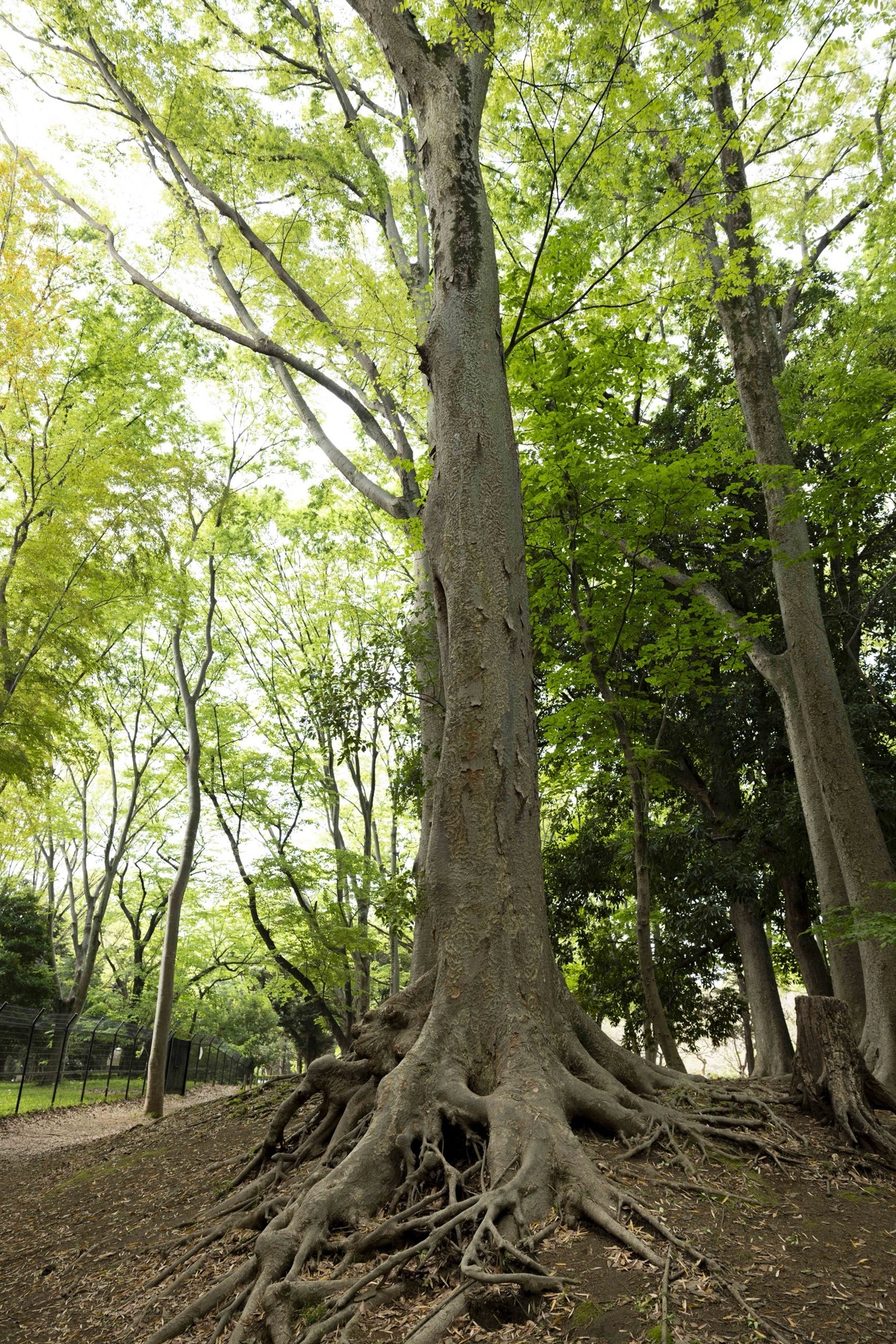 大木 根張り 根 林 樹木の時間