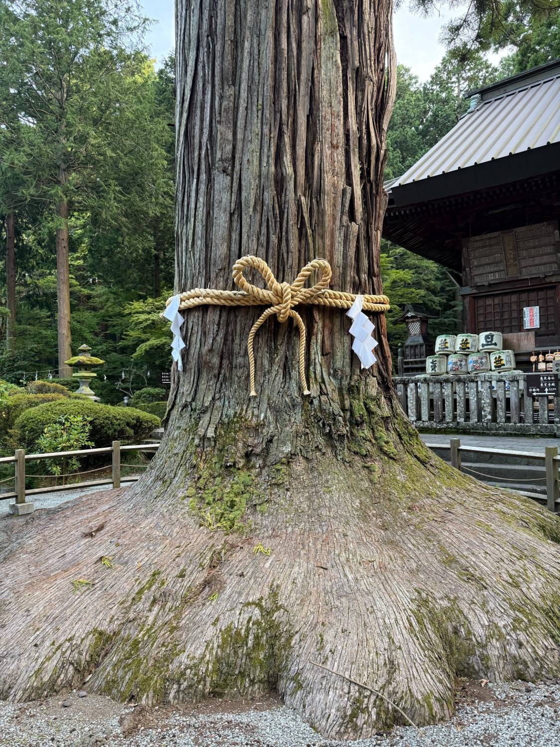 御神木 注連縄 幹 根張り 境内 鎮守の森