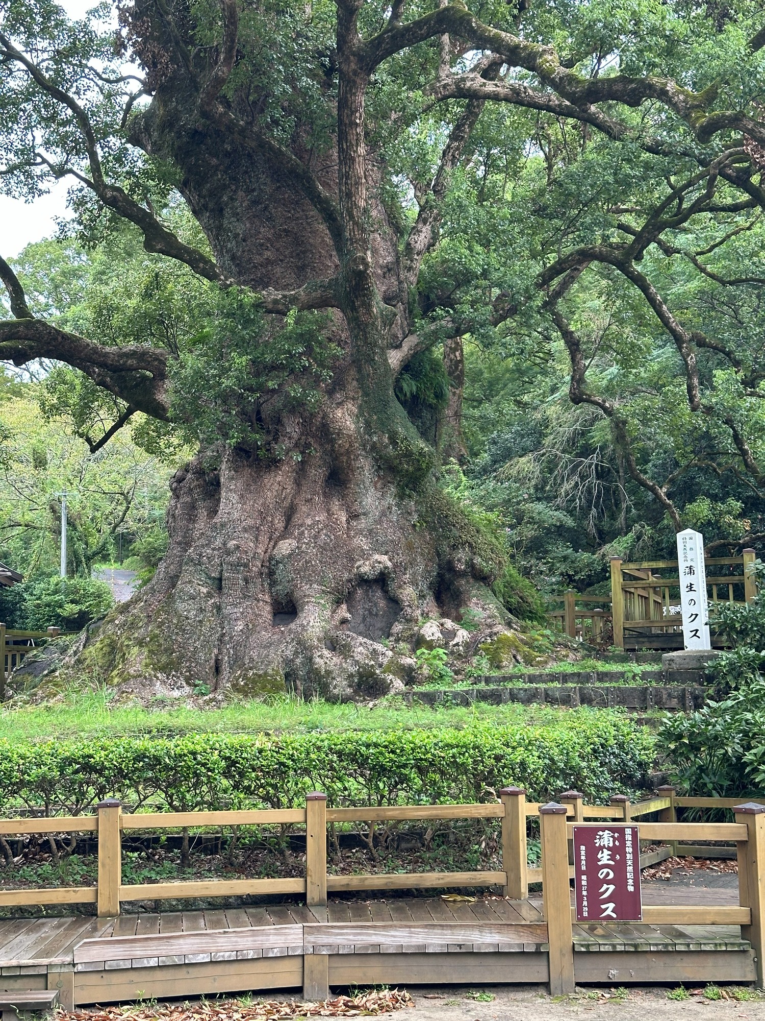 巨樹 柵 標柱 根元の保護 御神木 天然記念物