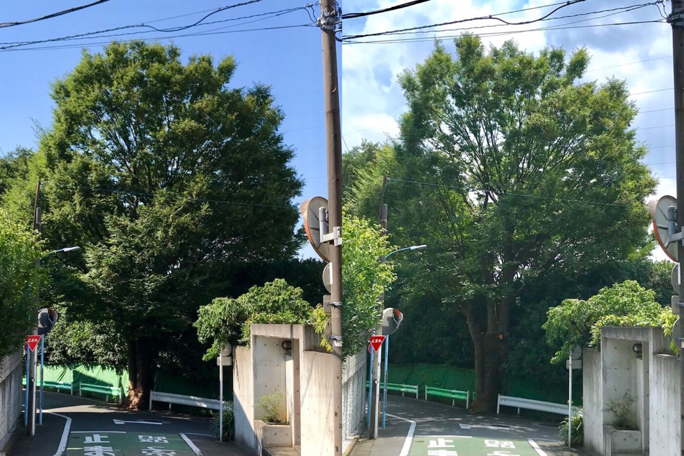ケヤキ 透かし剪定 剪定前後 比較 杉並区永福