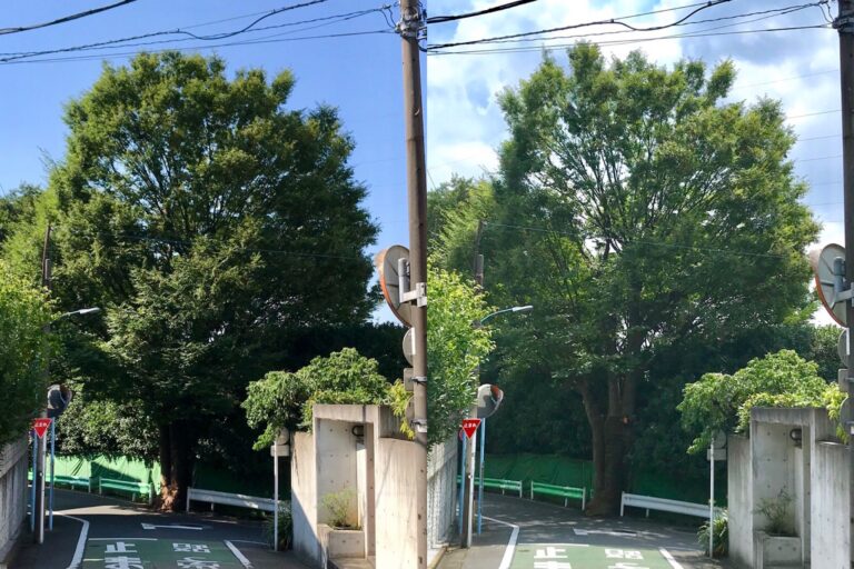 ケヤキ 透かし剪定 剪定前後 比較