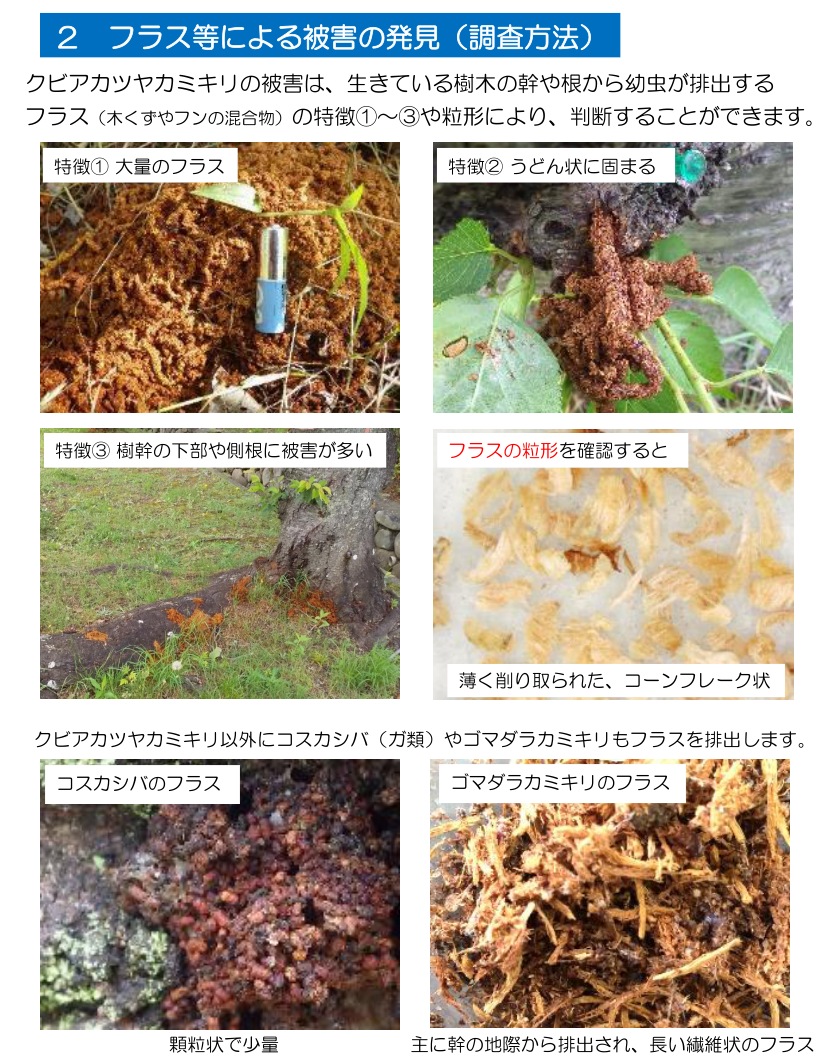 クビアカツヤカミキリ フラス コスカシバ ゴマダラカミキリ 比較 写真 大阪府立環境農林水産総合研究所 手引書