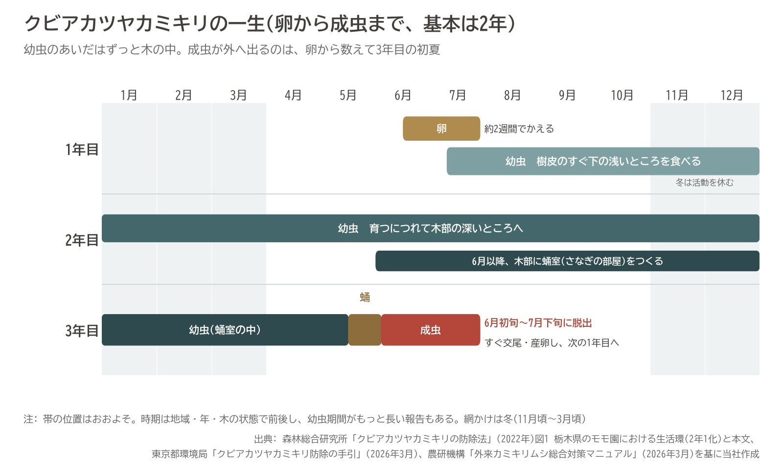 クビアカツヤカミキリ 生活史 2年 卵 幼虫 蛹室 成虫 時期 図