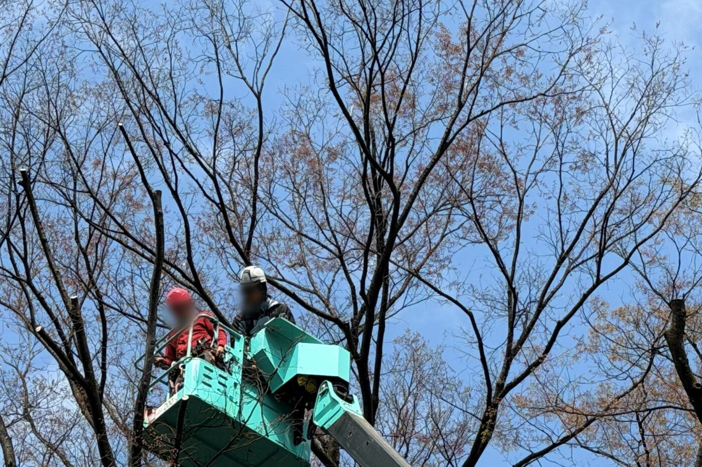 造園 植木屋 資格 高所作業車 樹木医 特別教育 技能講習