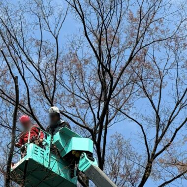 造園 植木屋 資格 高所作業車 樹木医 特別教育 技能講習