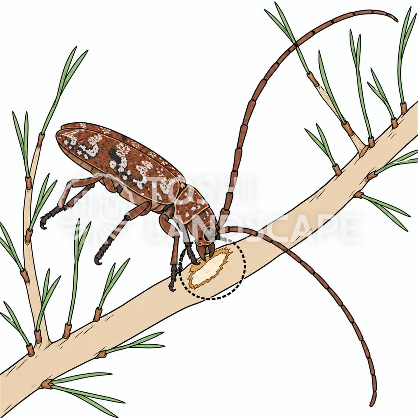 マツノマダラカミキリ 後食 クロマツ 若い枝 マツ材線虫病