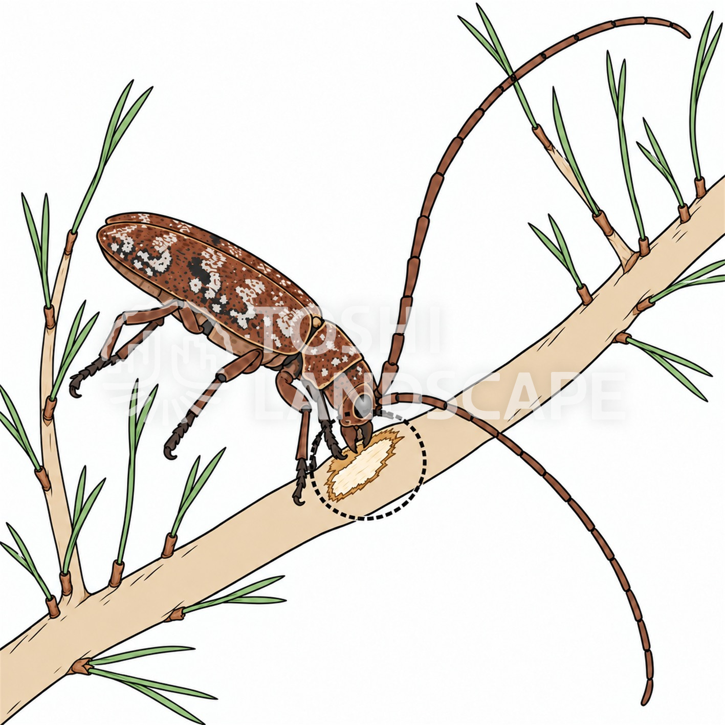 マツノマダラカミキリ 後食 クロマツ 若い枝 マツ材線虫病
