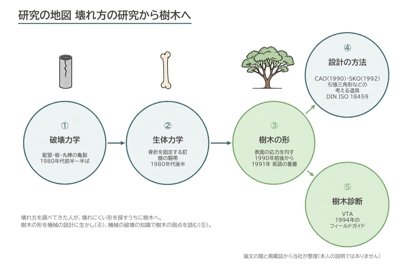 マテック 研究 破壊力学 生体力学 樹木の形 CAO SKO VTA 引張三角形 図解