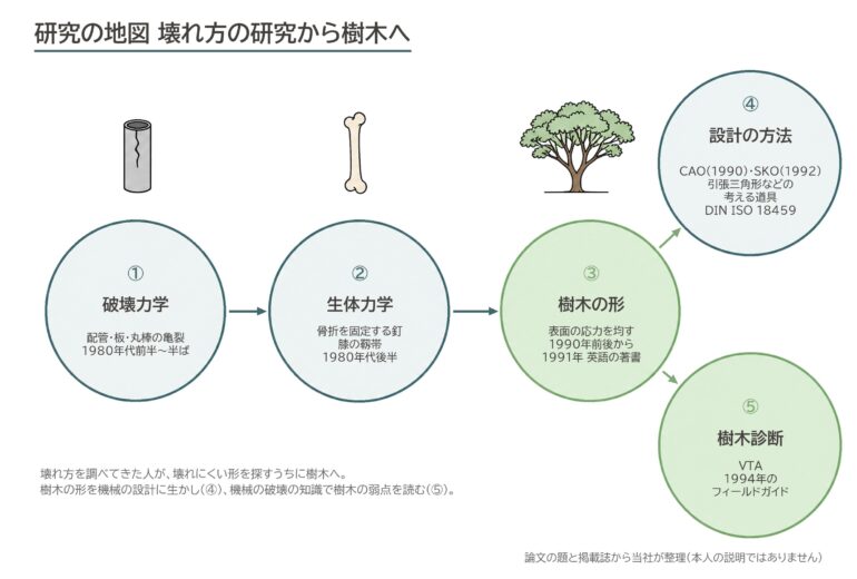 マテック 研究 破壊力学 生体力学 樹木の形 CAO SKO VTA 引張三角形 図解