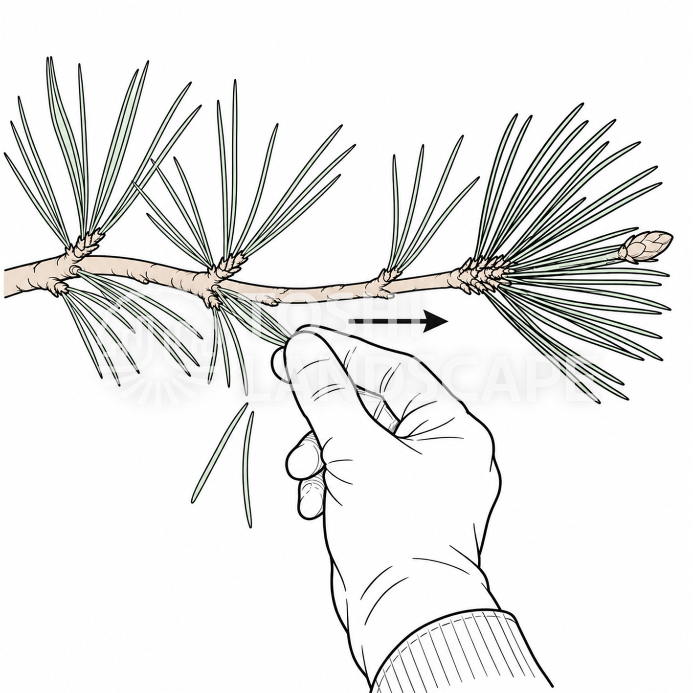 松 もみあげ 手つき 古葉 引き抜く 向き 指 図解