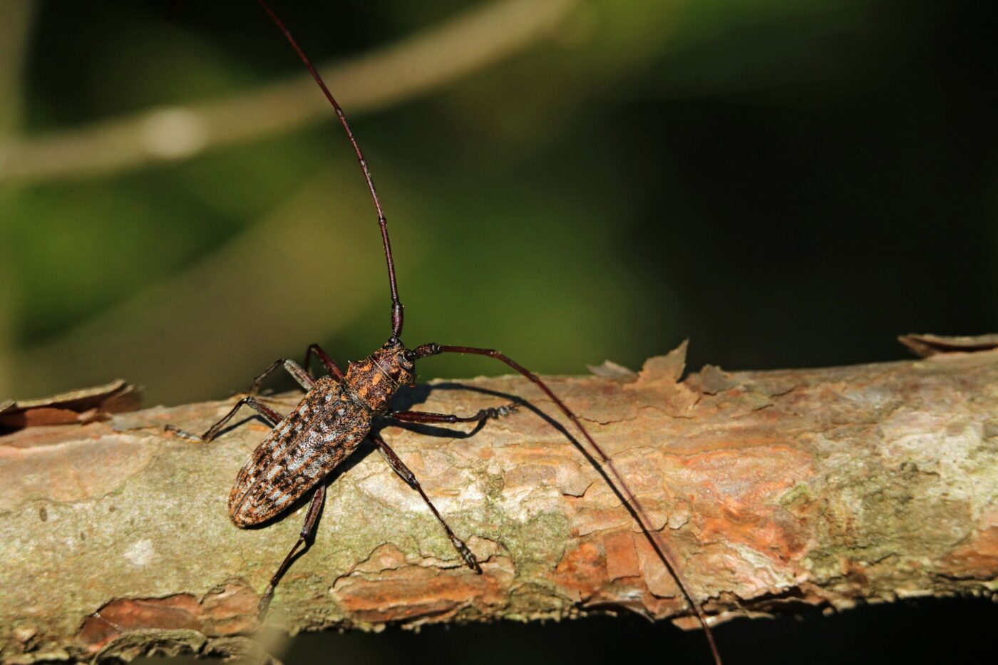 マツノマダラカミキリ 成虫 マツ枯れ 松くい虫 媒介昆虫