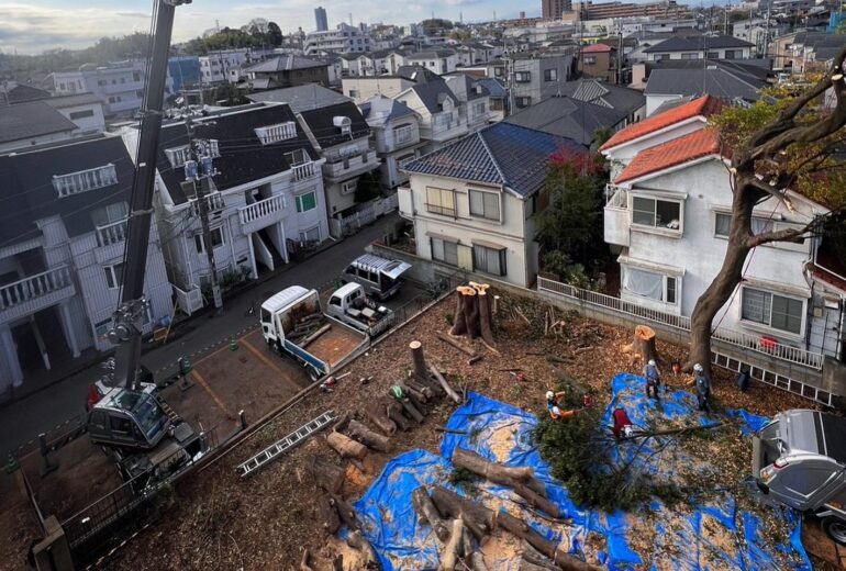 伐採 住宅地 近隣配慮 養生 青いシート クレーン 特殊伐採 樹木医