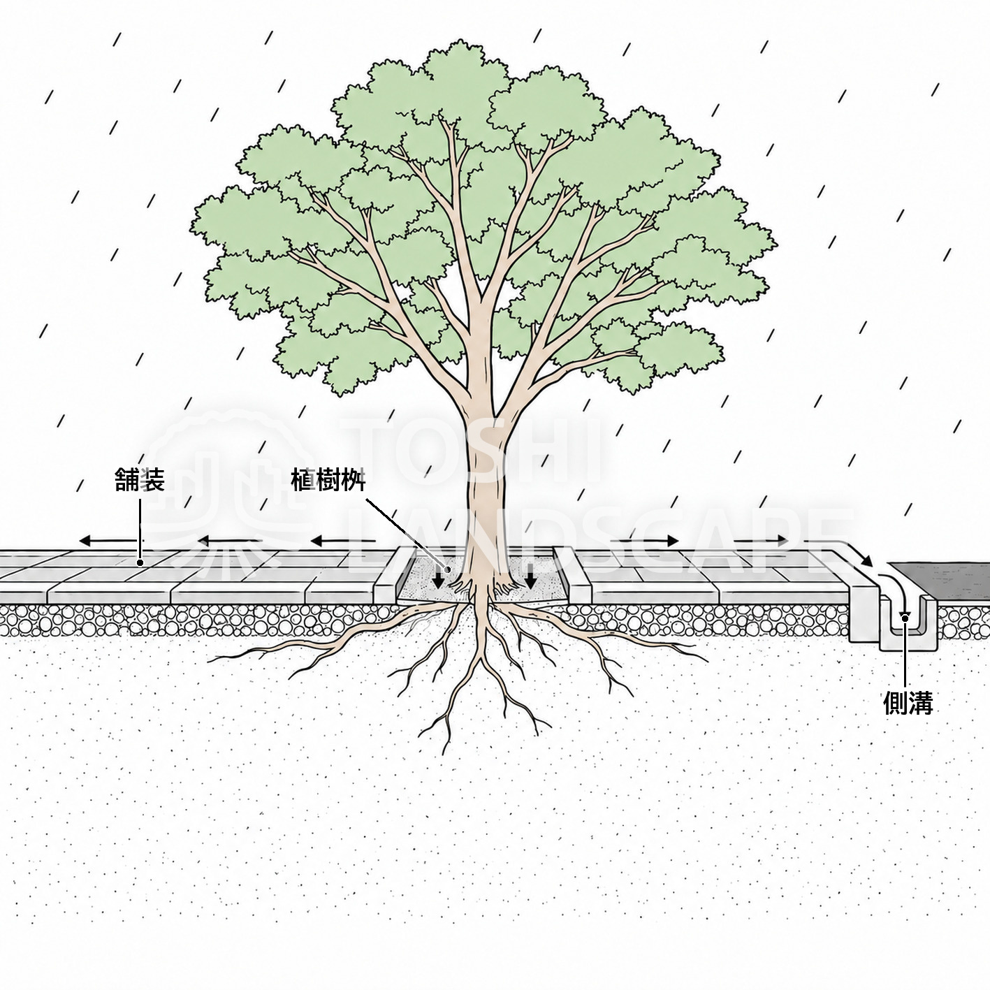 舗装 根元 雨水 浸透 酸素不足 街路樹 植樹桝 イラスト