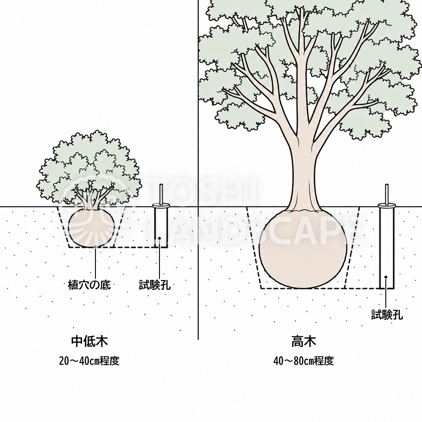 透水試験 試験孔 深さ 植穴 中低木 高木 植栽基盤 イラスト