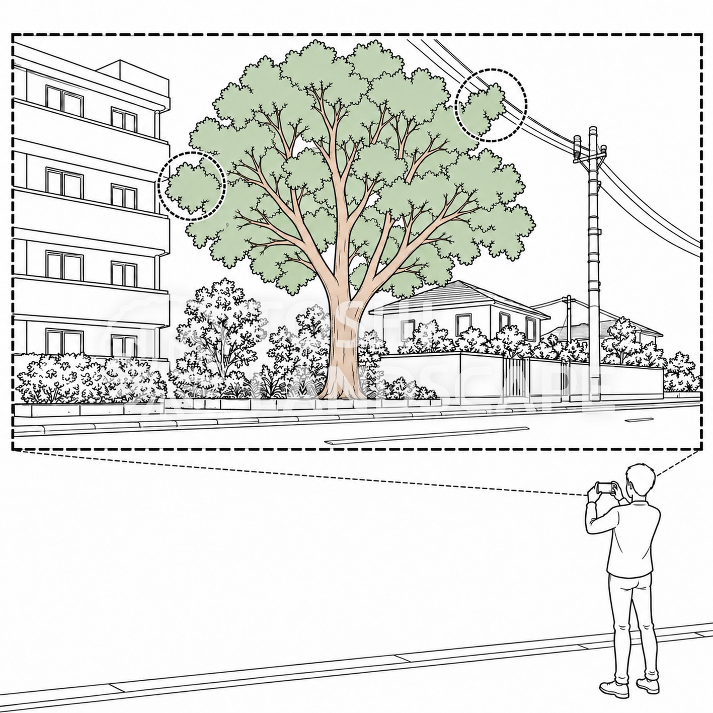 樹木 周辺状況 写真 建物 電線 道路 植栽管理