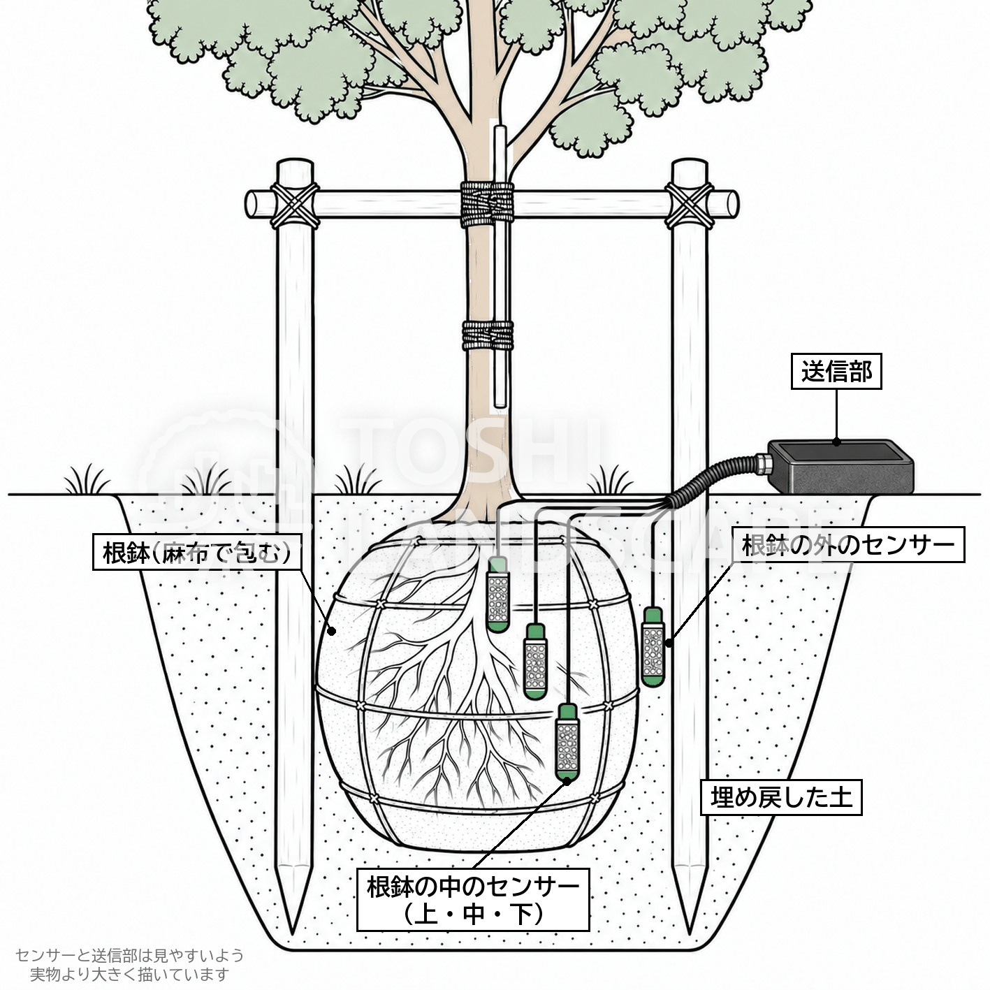 根鉢 センサー 深さ 植栽直後 若木 埋め戻し土 潅水 テンション 図解