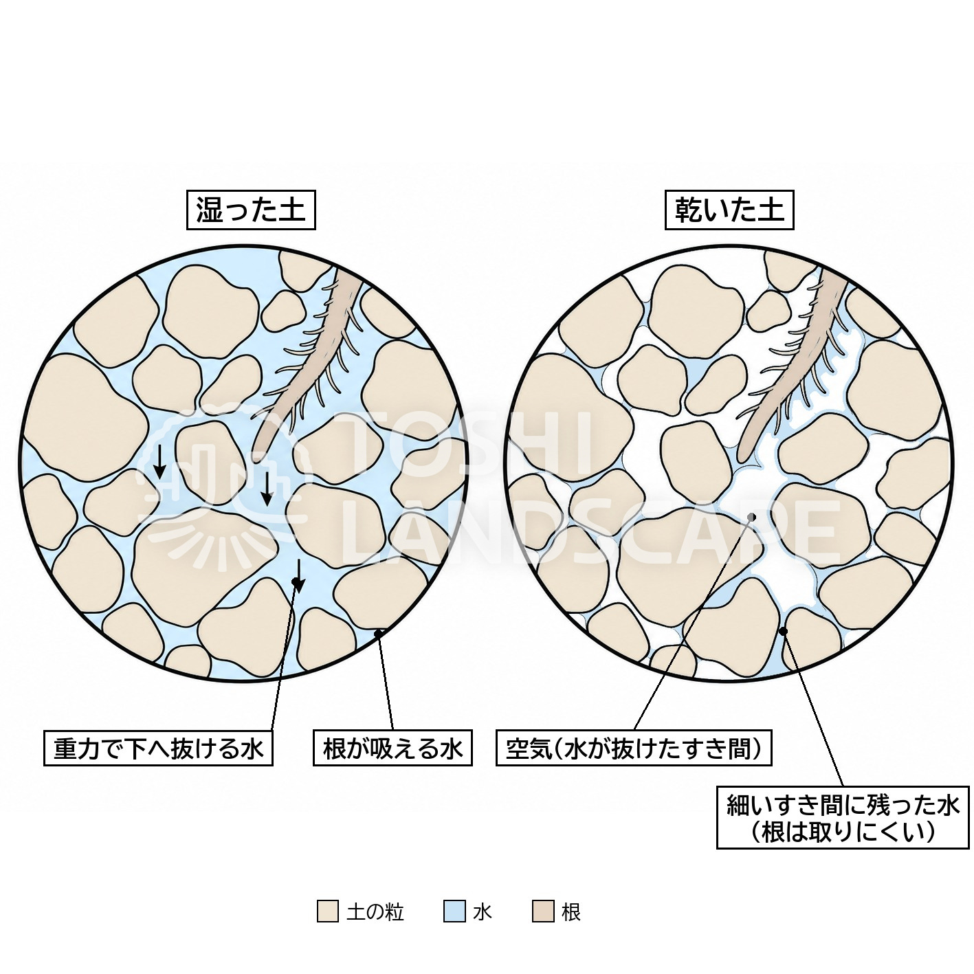 土壌水分張力 土の粒 すき間 毛管水 重力水 根 吸水 図解
