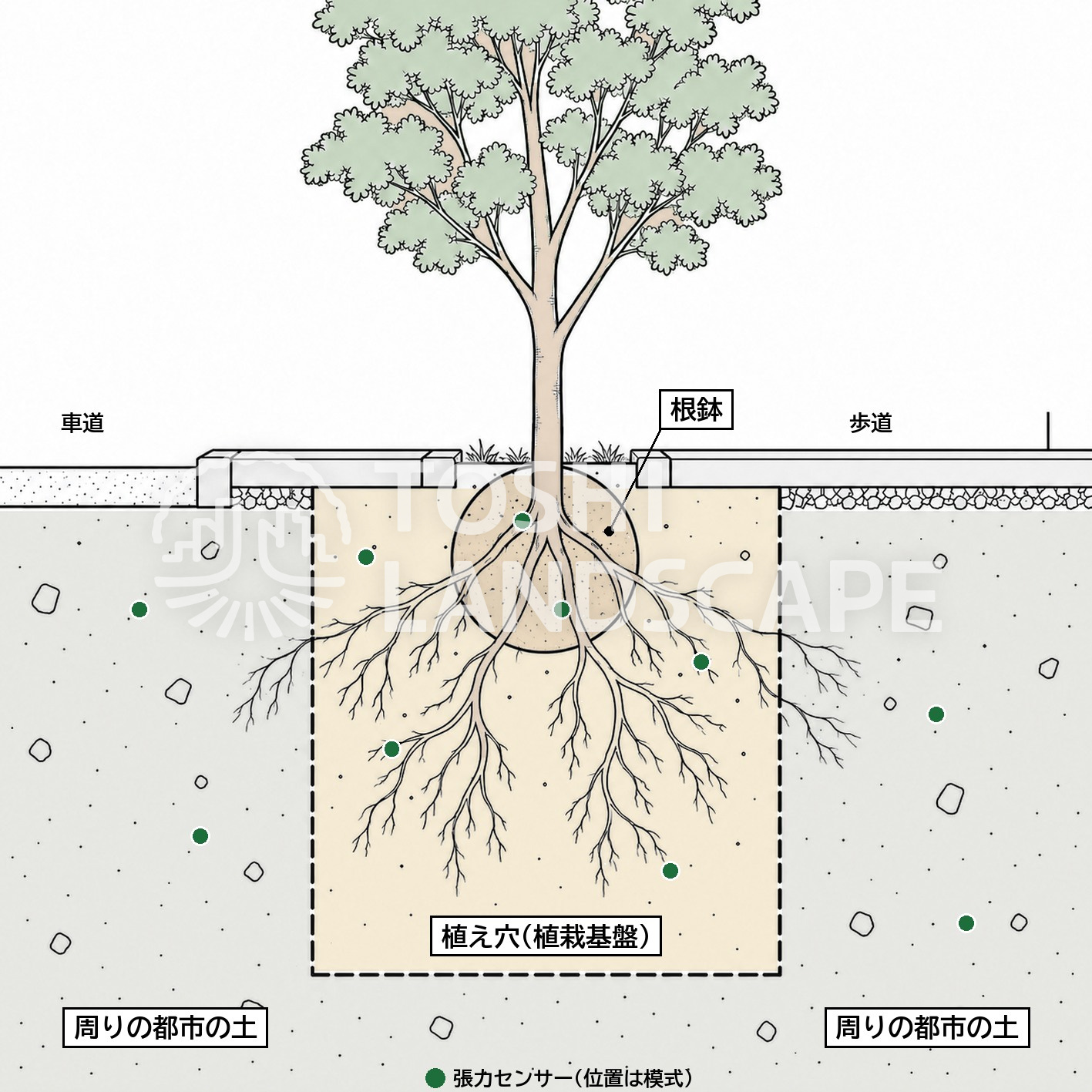 街路樹 根鉢 植え穴 植栽基盤 都市の土 張力センサー 土壌水分 研究 図解