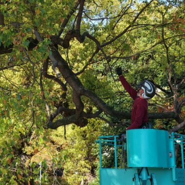 大木の樹冠の中で、高所作業車のバケットから枝を確かめる作業員