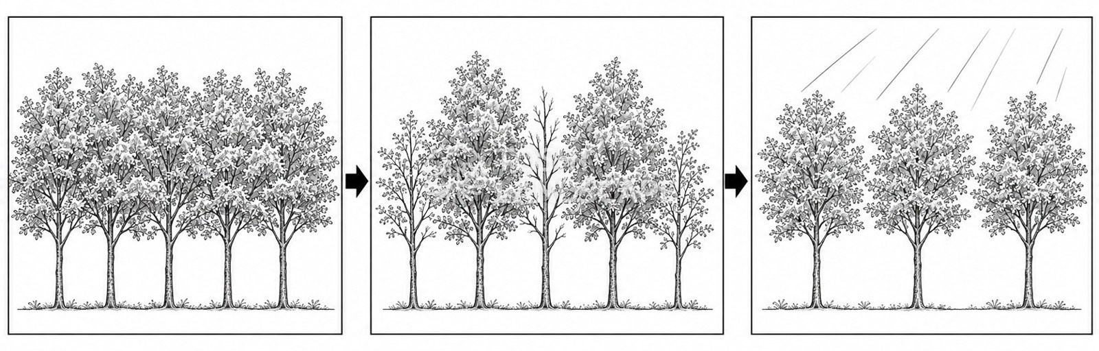 竣工時に狭い間隔で植えられた木が、年月とともに生育差や枯れを生じ、間引きによって間隔の整った健康な木の並びになる流れ