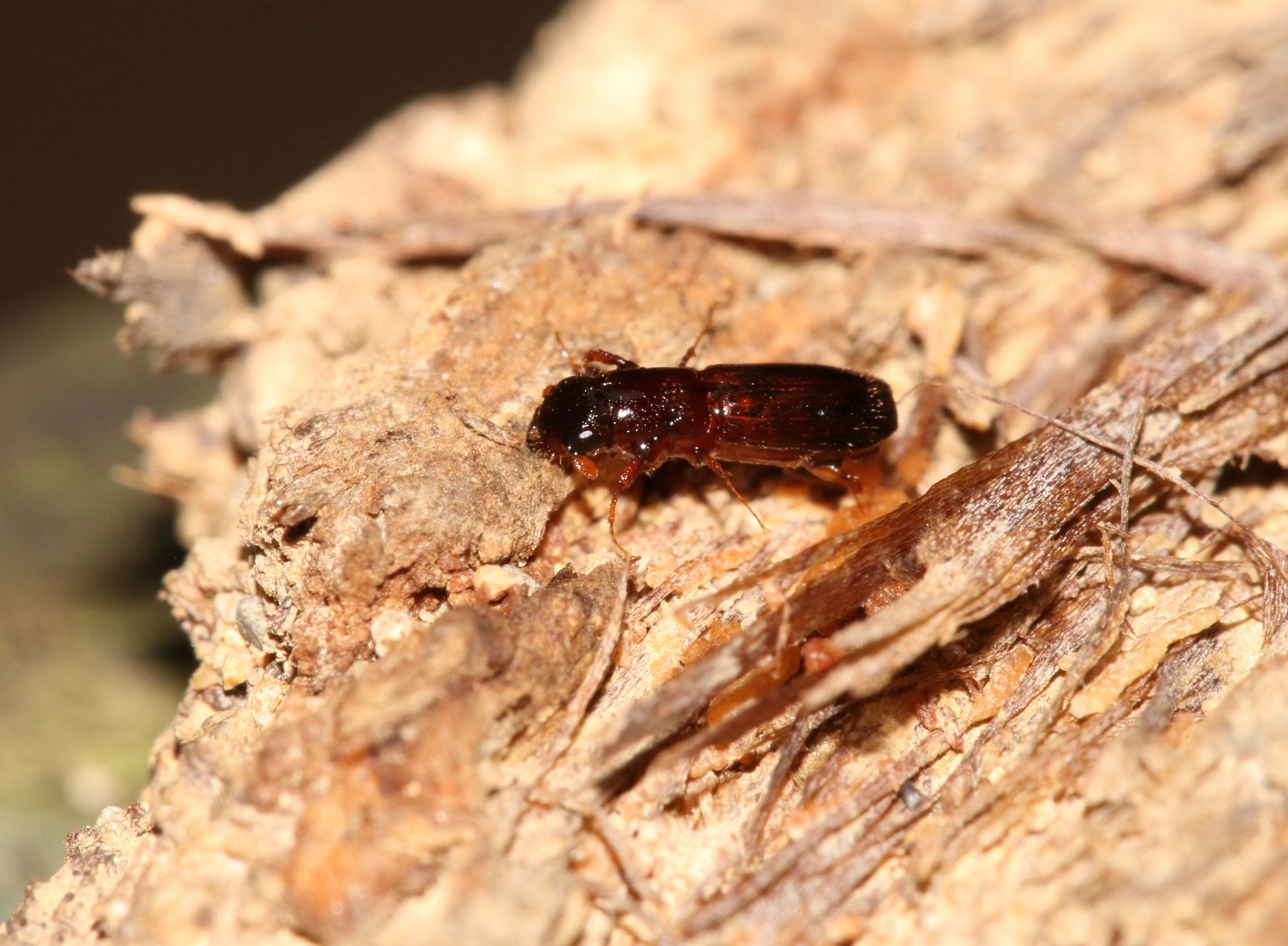 カシノナガキクイムシ 成虫 ナラ枯れ 媒介昆虫