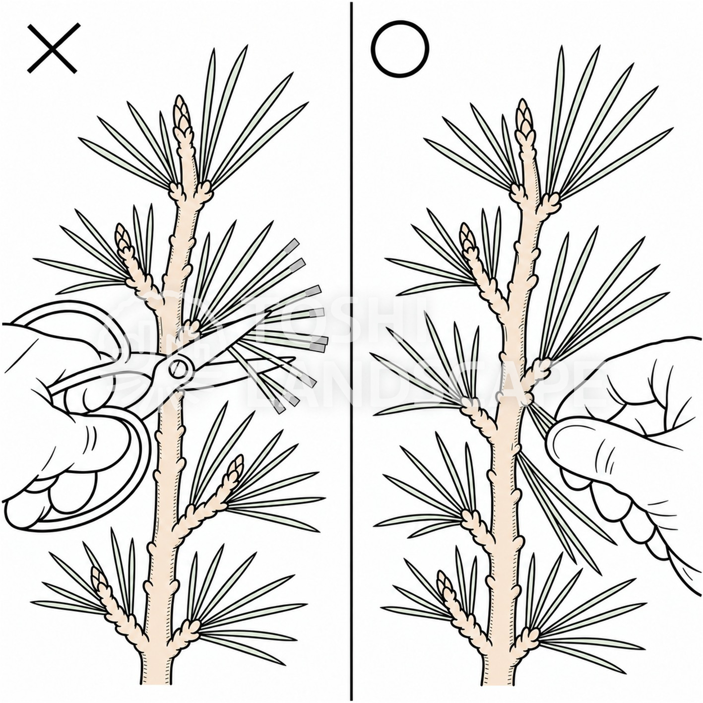 松 もみあげ 鋏で切らない 手でむしる 葉先 枯れ 比較 図解