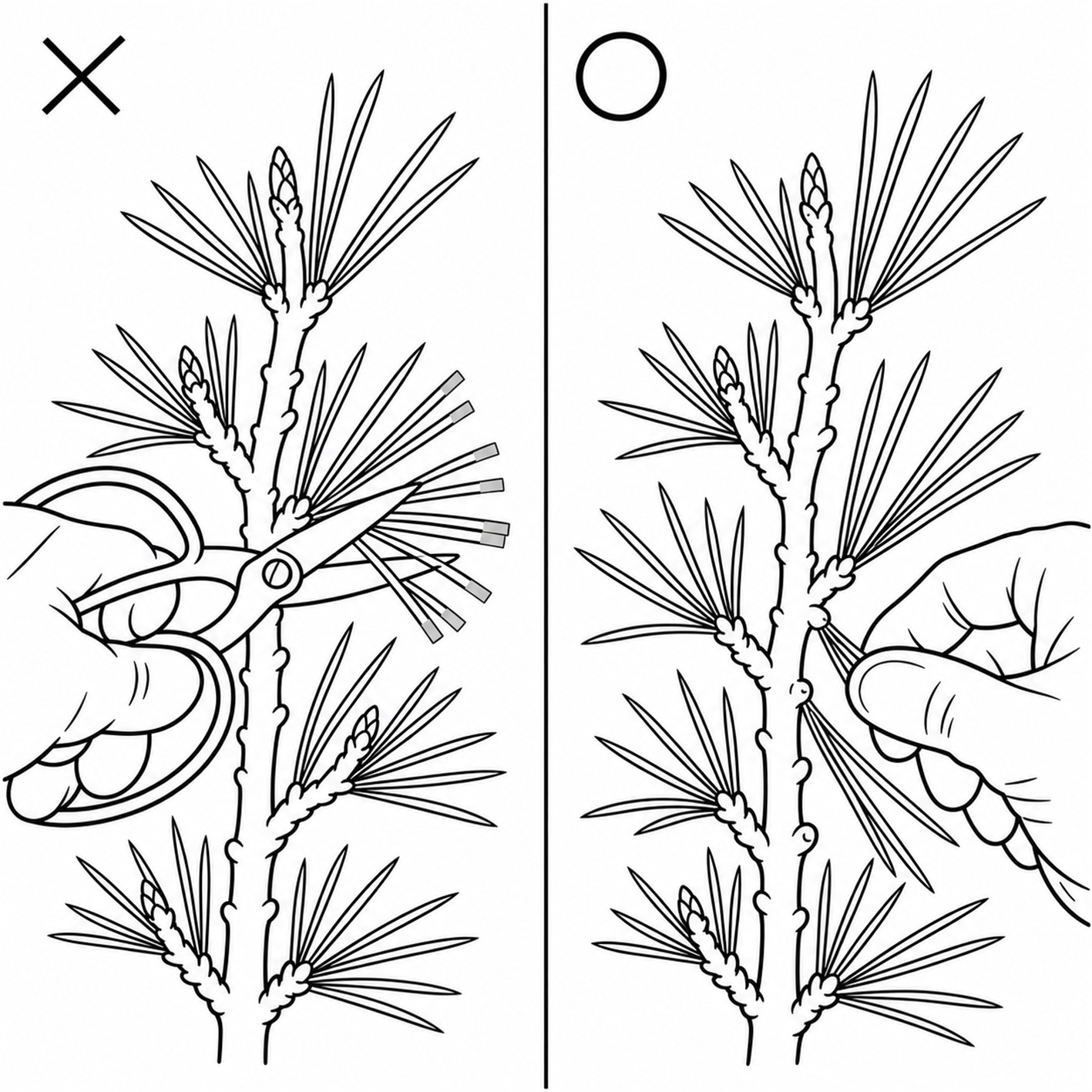 松 もみあげ 鋏で切らない 手でむしる 葉先 枯れ 比較 図解