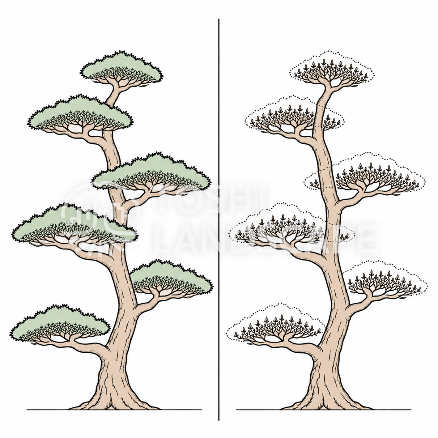 仕立て松 クロマツ 骨格 枝配り 段 主枝 図解