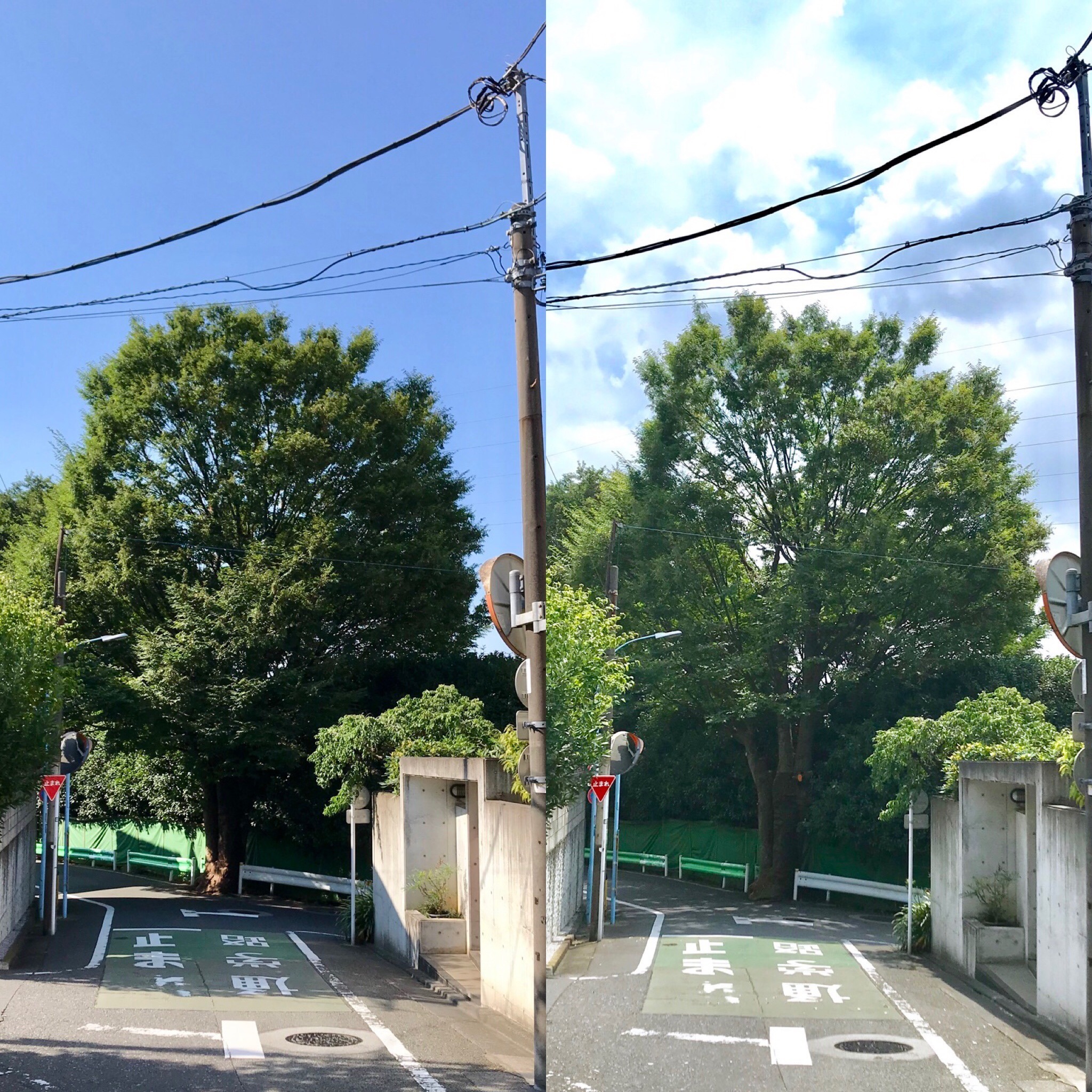 高木剪定 前後 透かし剪定 ケヤキ 植栽管理