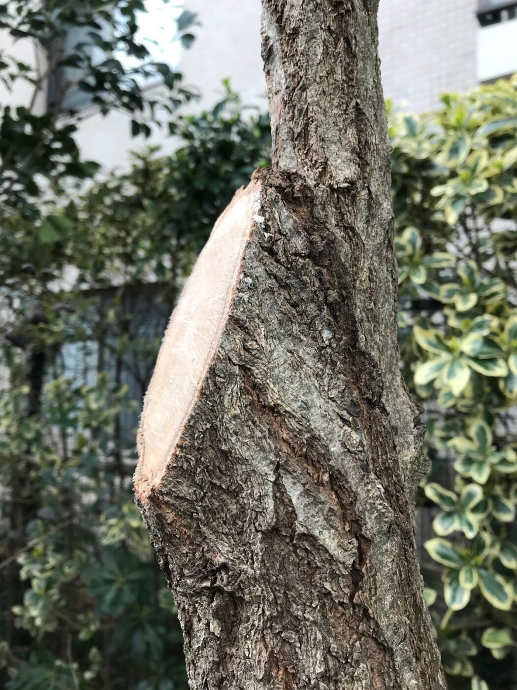 幹 枝を切った跡 切り口 剪定 写真