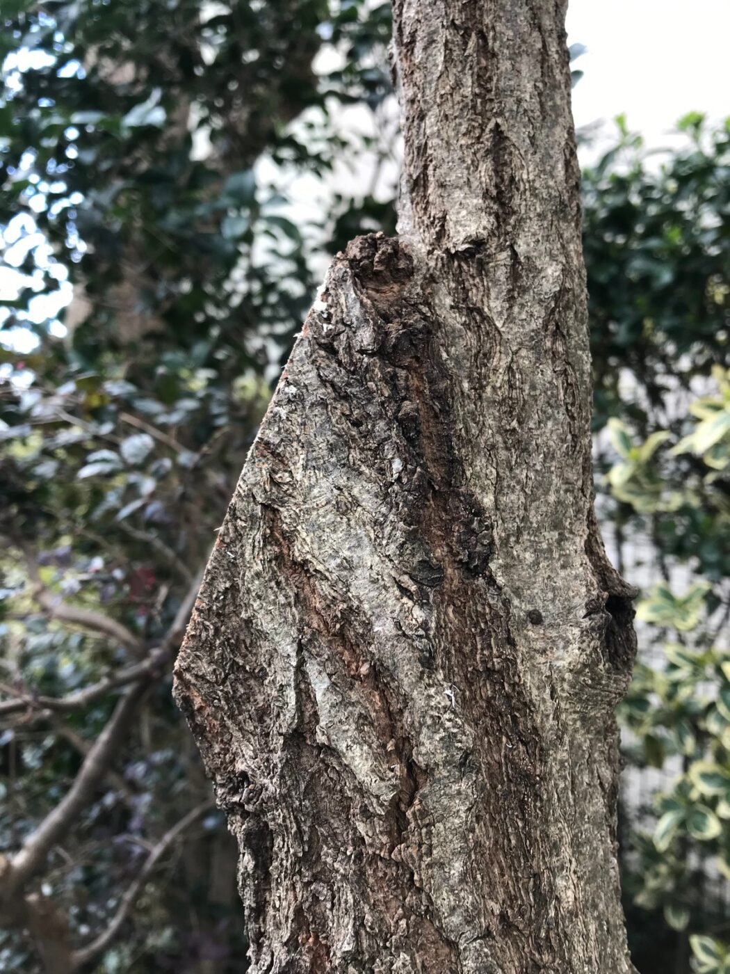 幹 枝を切った跡 樹皮 剪定 写真